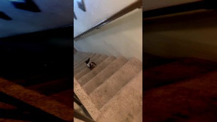 Dachshund in T-Shirt Takes a Tumble