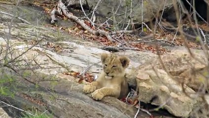 Lion Cubs Playing in the Sun Awaiting Mom's Return