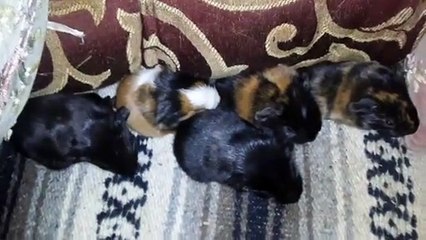 BABY CAVIA PORCELLUS DAVID CLOVER PIXIE DAVID 20210304_070948