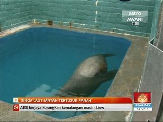 Singa laut jantan terus tertusuk panah