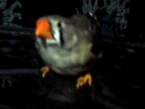 ZEBRA FINCH 102_8125