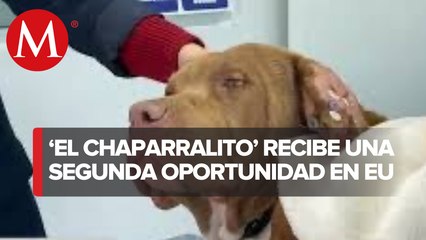 Rescatan a perro maltratado y abandonado en campamento migrante en Tijuana