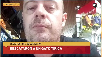 Rescataron a un Gato Tirica