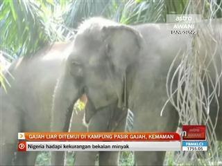 Gajah liar ditemui di Kampung Pasir Gajah, Kemaman