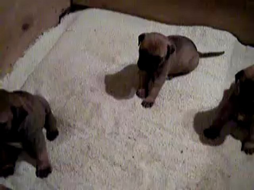 chiots 4