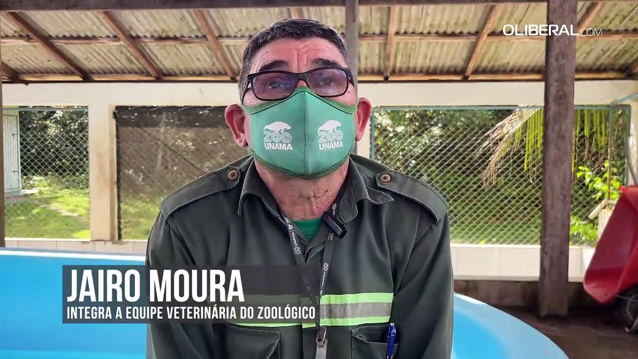 Santarém: Filhote de peixe-boi fêmea é resgatado em comunidade