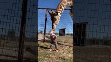 Curious Giraffe Gives Kiddo Kisses