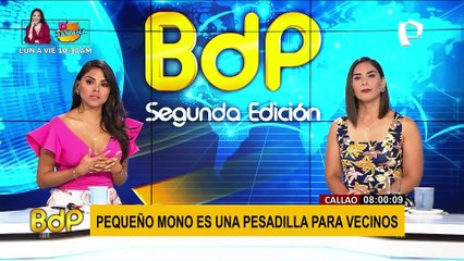 Callao: pequeño mono es una pesadilla para vecinos tras llevarse frutas y hasta celulares