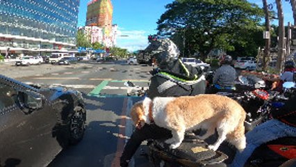 Perfectly Balanced Puppy Rides on Scooter