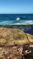 SYDNEY SHARK ATTACK FULL VIDEO (WARNING GRAPHIC)