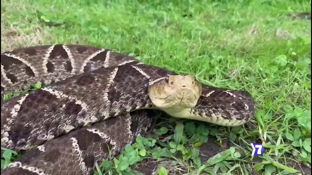 7dias-Terciopelos abundantes-y-letales-210222