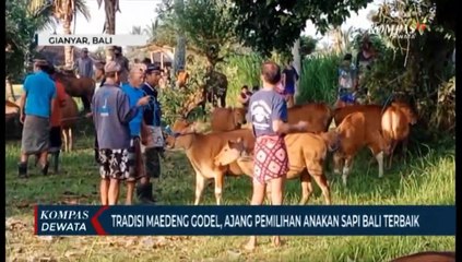 Tradisi Maedeng Godel, Ajang Pemilihan Anakan Sapi Bali Terbaik