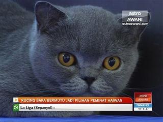 Kucing baka bermutu jadi pilihan peminat haiwan
