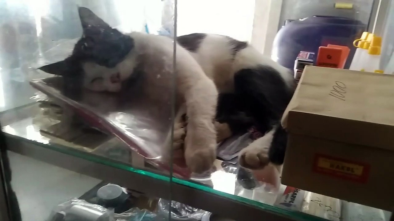 Lihat tingkah lucu kucing saat tidur baby cat