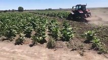 ATO destroys illegal tobacco crop in western Riverina  | Daily Advertiser | February 22, 2022