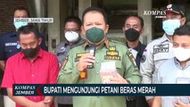 Bupati Jember Mengunjungi Kelompok Petani Beras Merah Organik