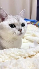 Baby Cats - Cute and Funny Cat Videos Compilation #cat #catvideos #funnycatvideos #cutecatvideos #catvideos2022 #funniestcatvideos #funnycatmoments #funnycatvideos2022 #funnycatanddogvideos #cattv (46)