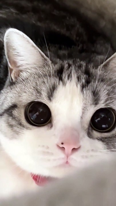 Baby Cats - Cute and Funny Cat Videos Compilation #cat #catvideos #funnycatvideos #cutecatvideos #catvideos2022 #funniestcatvideos #funnycatmoments #funnycatvideos2022 #funnycatanddogvideos #cattv (39)