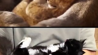 Baby Cats - Cute and Funny Cat Videos Compilation #cat #catvideos #funnycatvideos #cutecatvideos #catvideos2022 #funniestcatvideos #funnycatmoments #funnycatvideos2022 #funnycatanddogvideos #cattv (42)