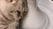 Baby Cats - Cute and Funny Cat Videos Compilation #cat #catvideos #funnycatvideos #cutecatvideos #catvideos2022 #funniestcatvideos #funnycatmoments #funnycatvideos2022 #funnycatanddogvideos #cattv (43)