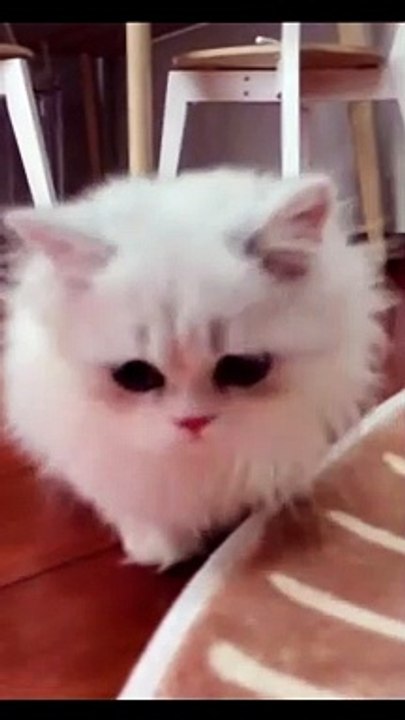Baby Cats - Cute and Funny Cat Videos Compilation #cat #catvideos #funnycatvideos #cutecatvideos #catvideos2022 #funniestcatvideos #funnycatmoments #funnycatvideos2022 #funnycatanddogvideos #cattv (44)