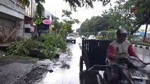 Angin Kencang Warga Berlarian Hindari Pohon Tumbang di Surabaya