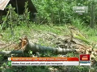 Kumpulan gajah liar ancam nyawa penduduk