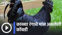 Kadaknath Chicken | काळ्या रंगाचे मांस असणारी कोंबडी  | Sakal |