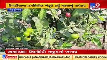Unique experiment by Farmers, grow Chili Pepper breed looking like Tomatoes _ Gir-Somnath _ TV9News
