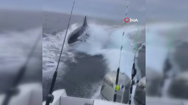 Meksika’da katil balina tekneyi kovaladı