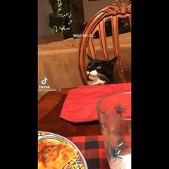 Funniest Dogs And Cats Ever - Best Funny Animal Videos Of The 2022 OTV 5