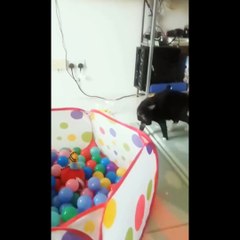 Funniest Dogs And Cats Ever - Best Funny Animal Videos Of The 2022 OTV 7