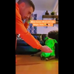 Funniest Dogs And Cats Ever - Best Funny Animal Videos Of The 2022 OTV 9