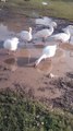 White Goose  Video By Kingdom of Awais