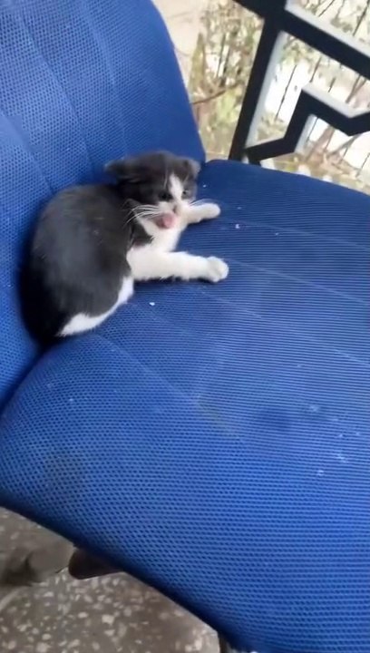 Funny videos