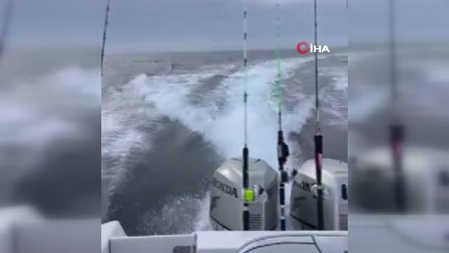 Meksika'da Katil Balina Tekneyi Kovaladı