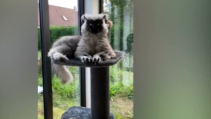 Cinsi anlaşılamayan kedi sosyal medyayı karıştırdı