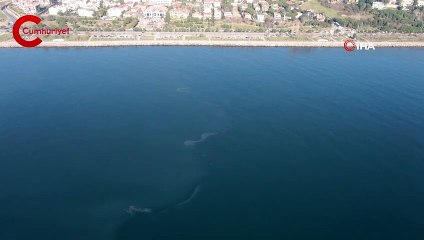 İstanbul’da müsilaj yeniden görüldü