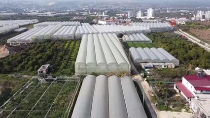 Bir fidanı 10 yıl meyve veriyor, kilosu 100 TL'den satılıyor