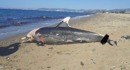 Kuşadası sahilinde nadir görülen deniz canlıları ölü olarak bulundu