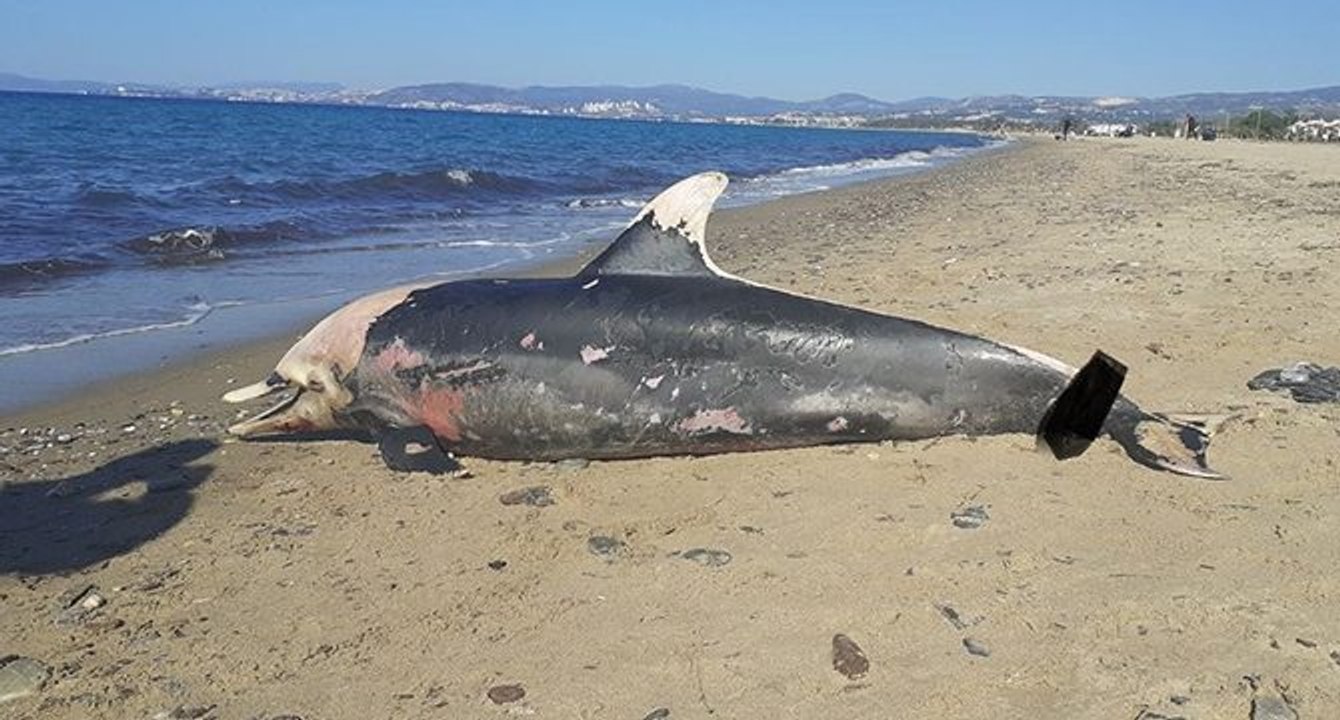 Kuşadası sahilinde nadir görülen deniz canlıları ölü olarak bulundu