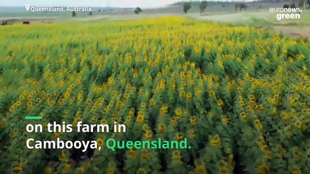 Drones are planting sunflowers on this modern farm in Australia