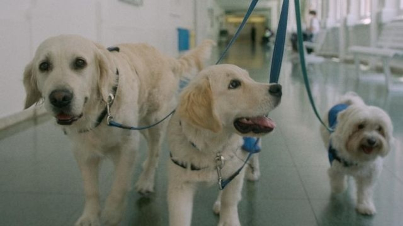 Perros de terapia que ayudan a niños y adolescentes con problemas