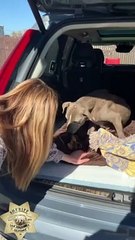 Cadela reúne-se com a família após 12 anos desaparecida