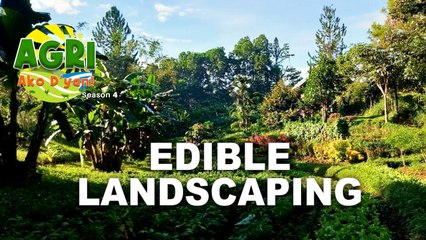 Edible Landscaping