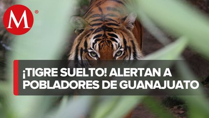 Tigre suelto tiene en vilo a Apaseo el Grande desde diciembre