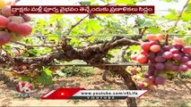 Telangana Horticulture Department Focus On Grape Cultivation _ V6 News