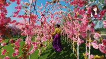 Sakura garden || Cherry blossom|| Yuenlong || Taman Sakura || MaMiTa ViVa|| Hongkong