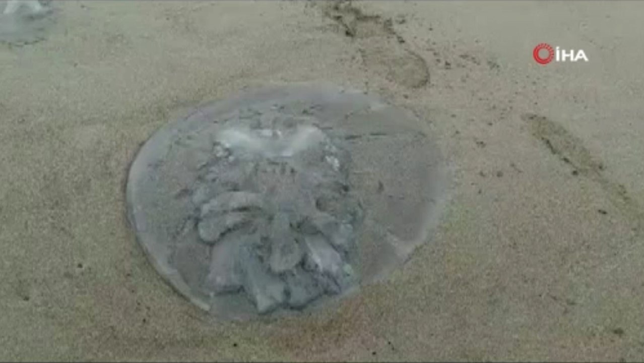 Doğu Akdeniz’de yüzlerce deniz anası sahile vurdu