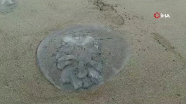 Doğu Akdeniz’de yüzlerce deniz anası sahile vurdu